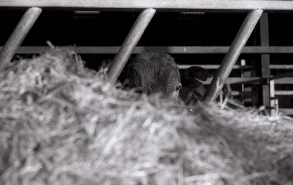 buckhurst-farm-leica-acros-film-photo